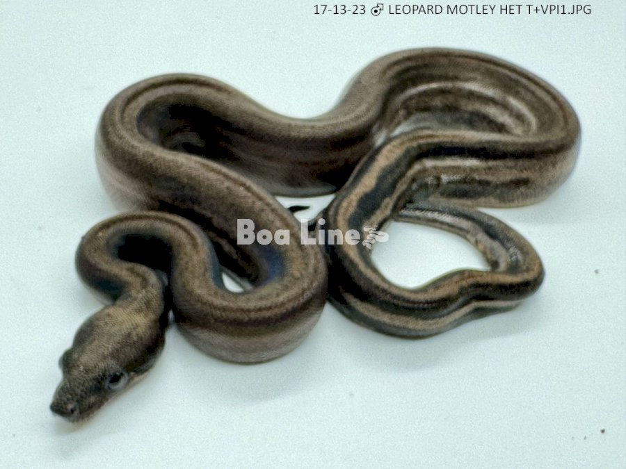 LEOPARD MOTLEY HET T+VPI